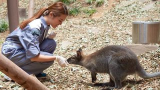海洋公園澳洲動物探索之旅僅需每人港幣1,150元